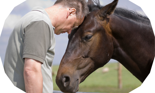Pferdegestütztes Coaching 500 x 300-1 Pferdegestütztes Coaching 500 x 300-1